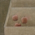 Obraz Anežka Kovalová Tři jablka, 2020, tempera, plátno na desce, 29 x 31 cm
