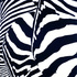 Obraz Pavel Hayek Zebra, 2007, akryl, plátno, 115 x 115 cm